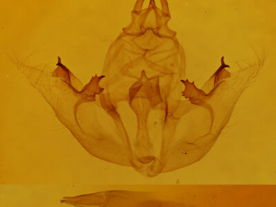 genitalia view of adult Brachurapteryx tesserata