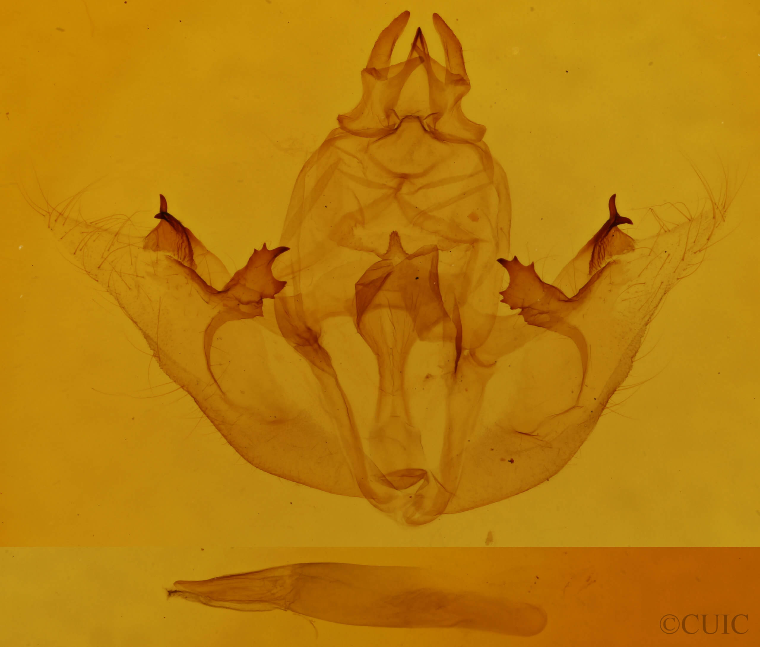 genitalia view of adult Brachurapteryx tesserata