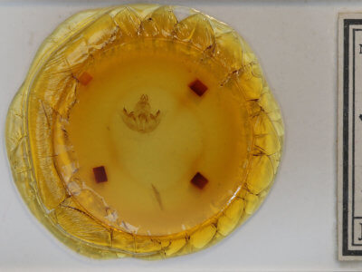 slide view of adult Brachurapteryx tesserata