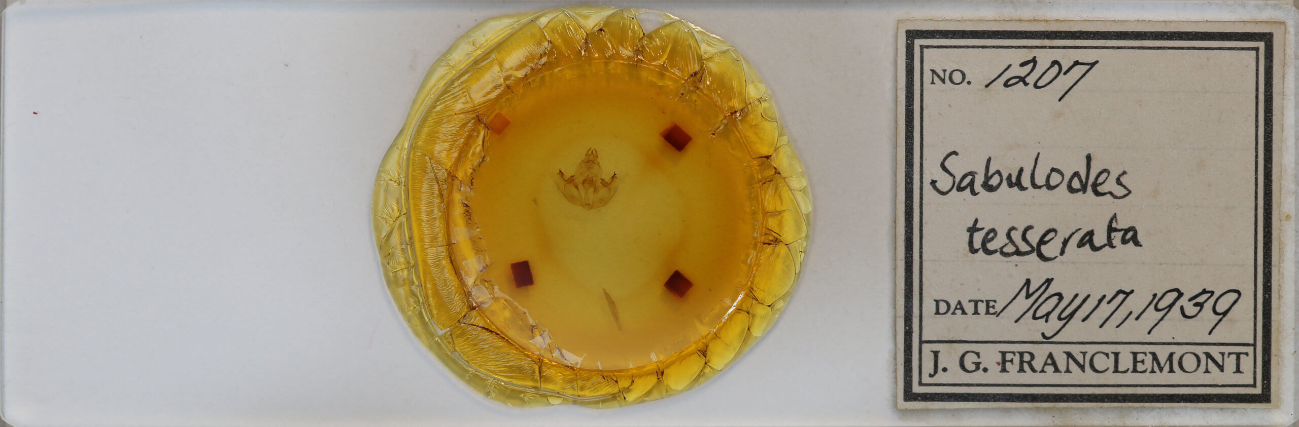 slide view of adult Brachurapteryx tesserata