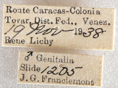 label view of adult Sigmathyris