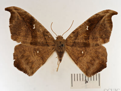 dorsal view of adult Sigmathyris