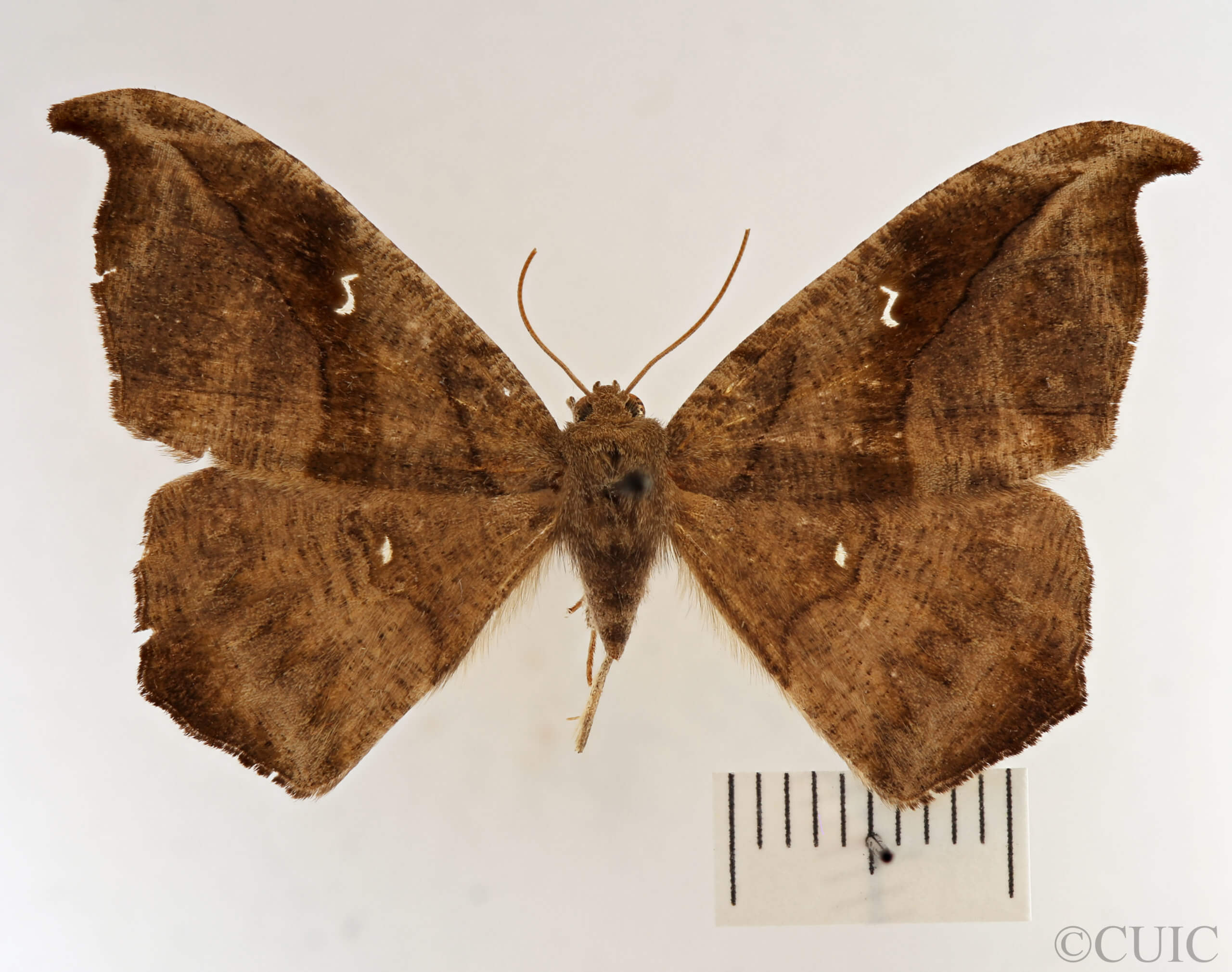 dorsal view of adult Sigmathyris