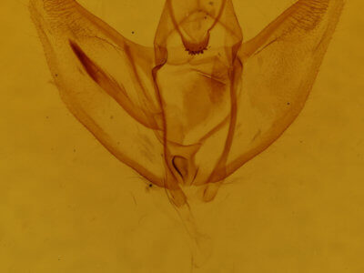 genitalia view of adult Sigmathyris