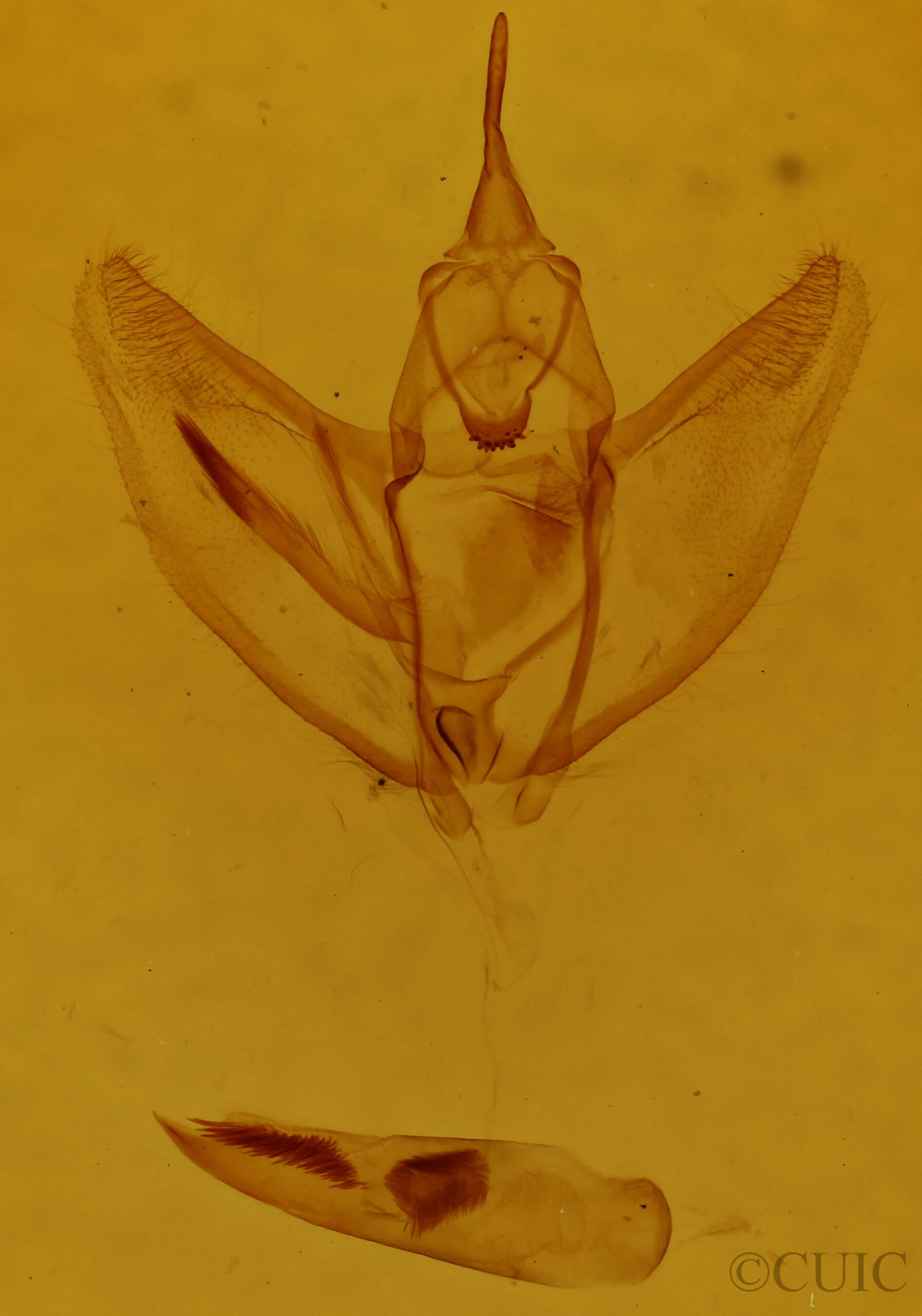 genitalia view of adult Sigmathyris