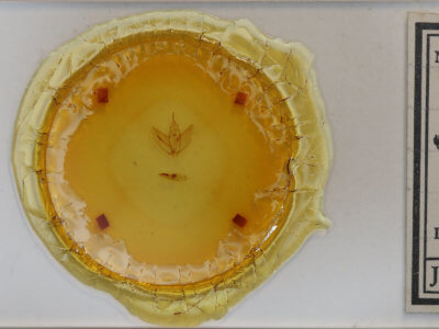 slide view of adult Sigmathyris