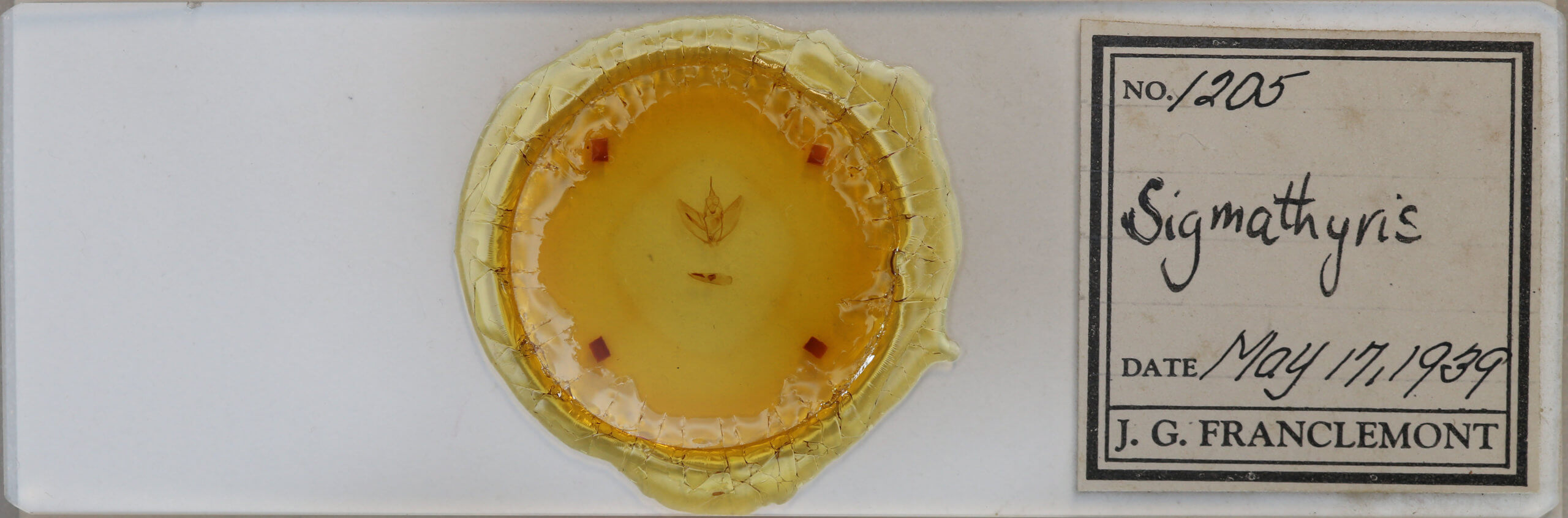 slide view of adult Sigmathyris