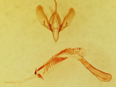 genitalia view of adult Sympistis apposita