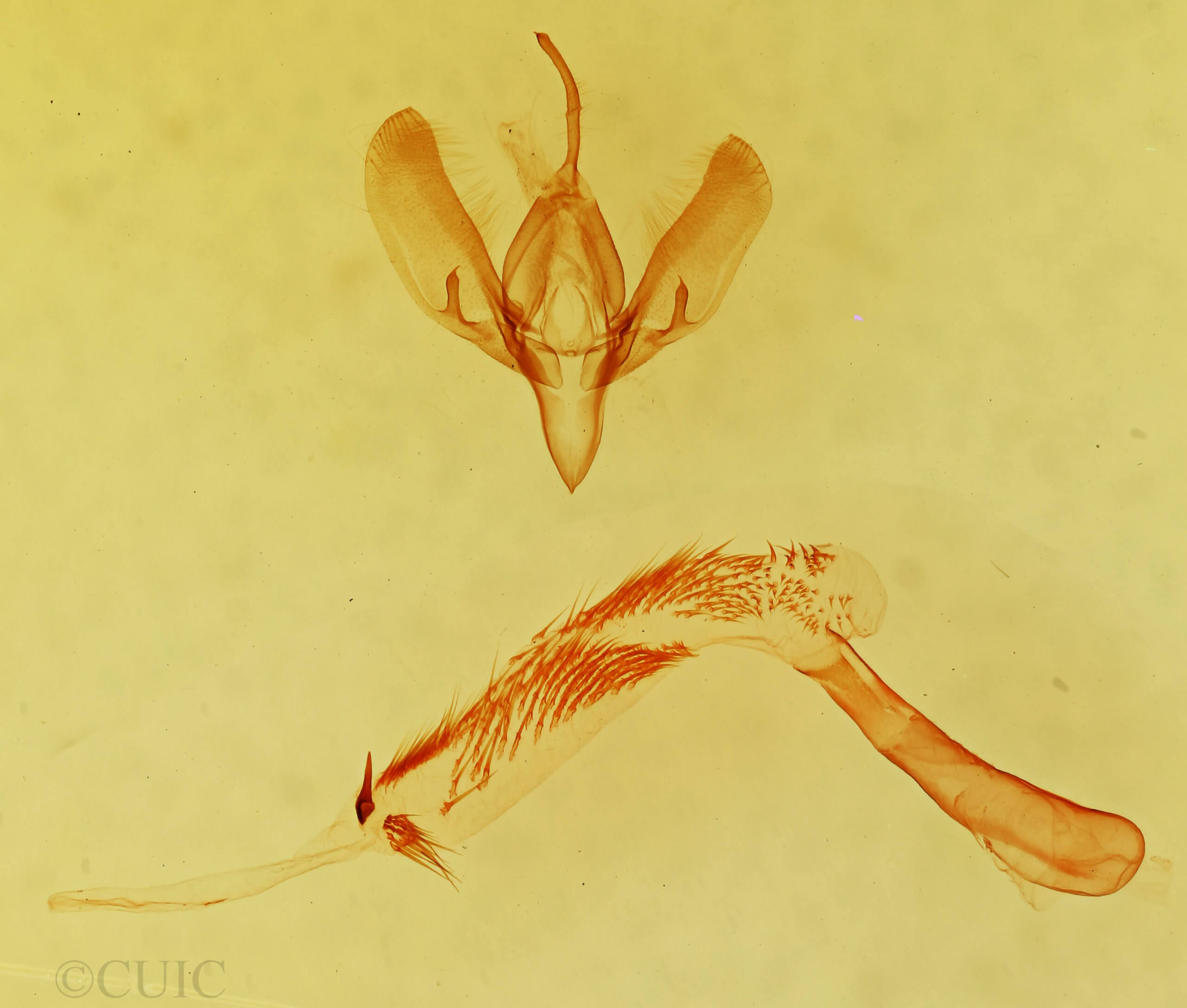 genitalia view of adult Sympistis apposita