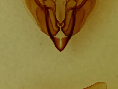 genitalia view of adult Sideridis vindemialis