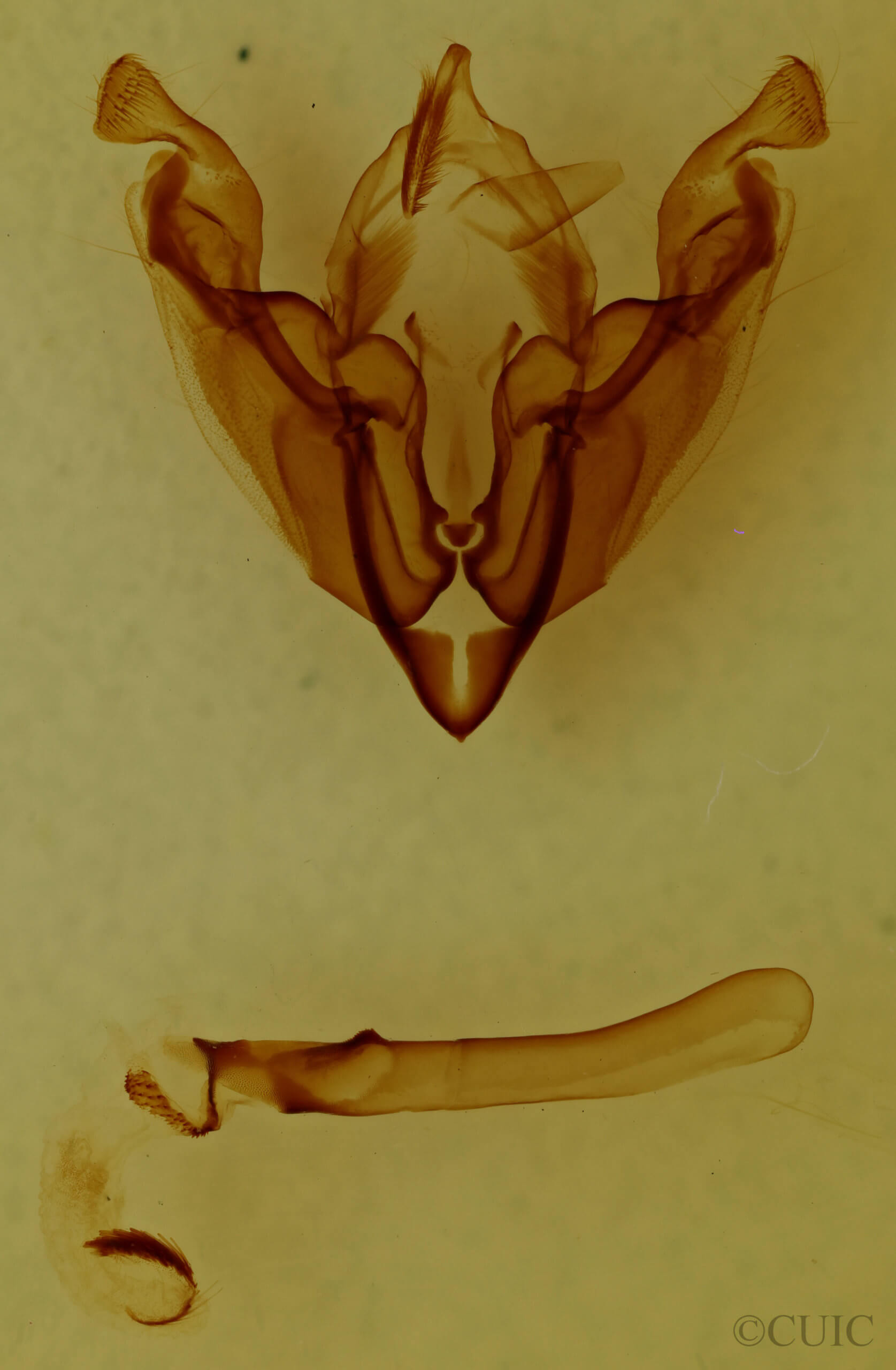 genitalia view of adult Sideridis vindemialis