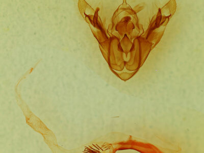 genitalia view of adult Trichofeltia circumdata