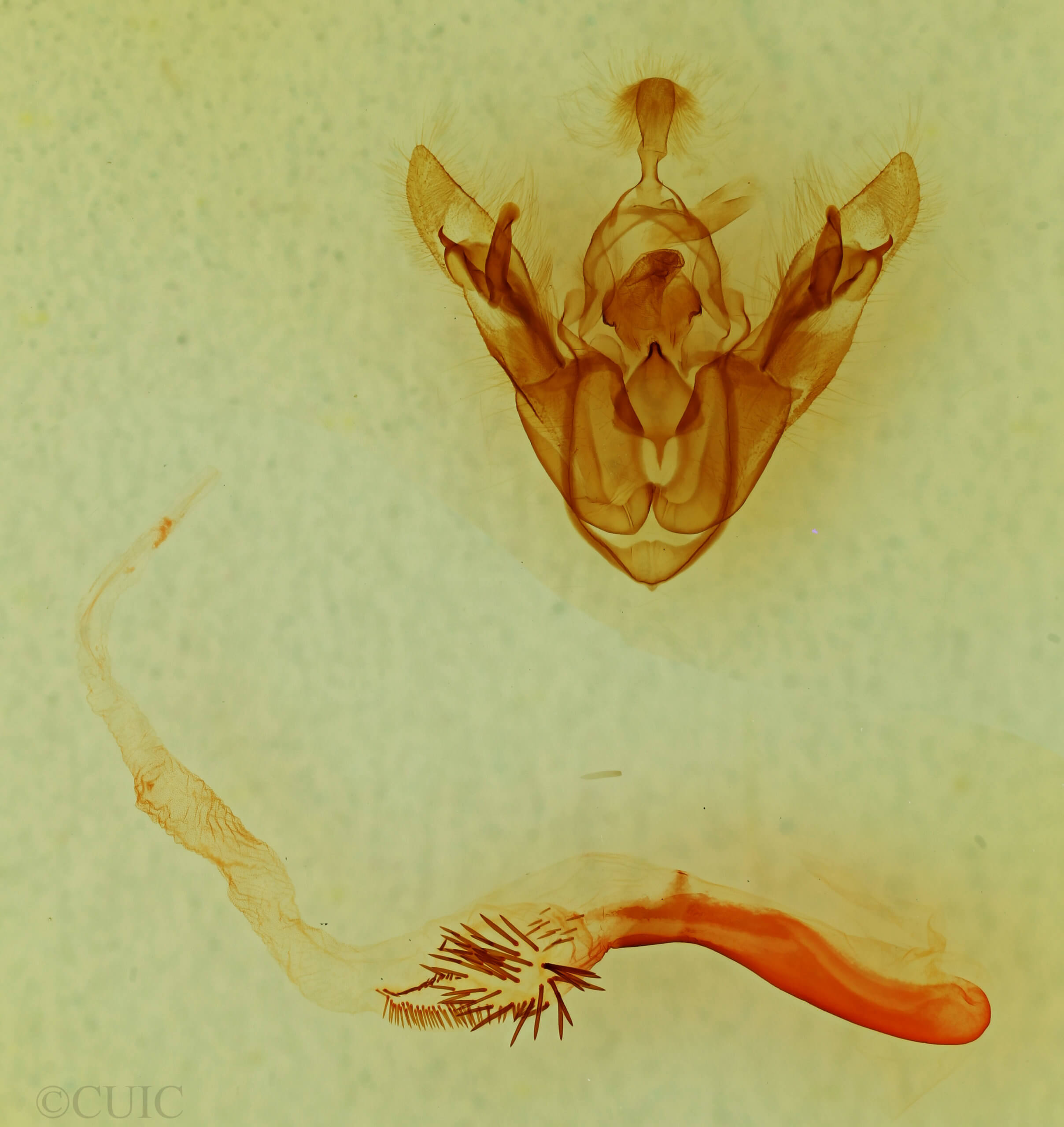 genitalia view of adult Trichofeltia circumdata