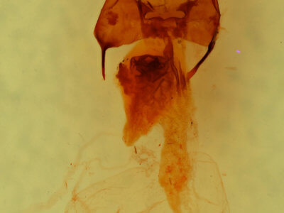 genitalia view of adult Trichofeltia circumdata