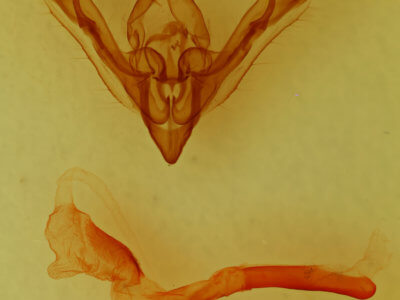 genitalia view of adult Tricholita bisulca