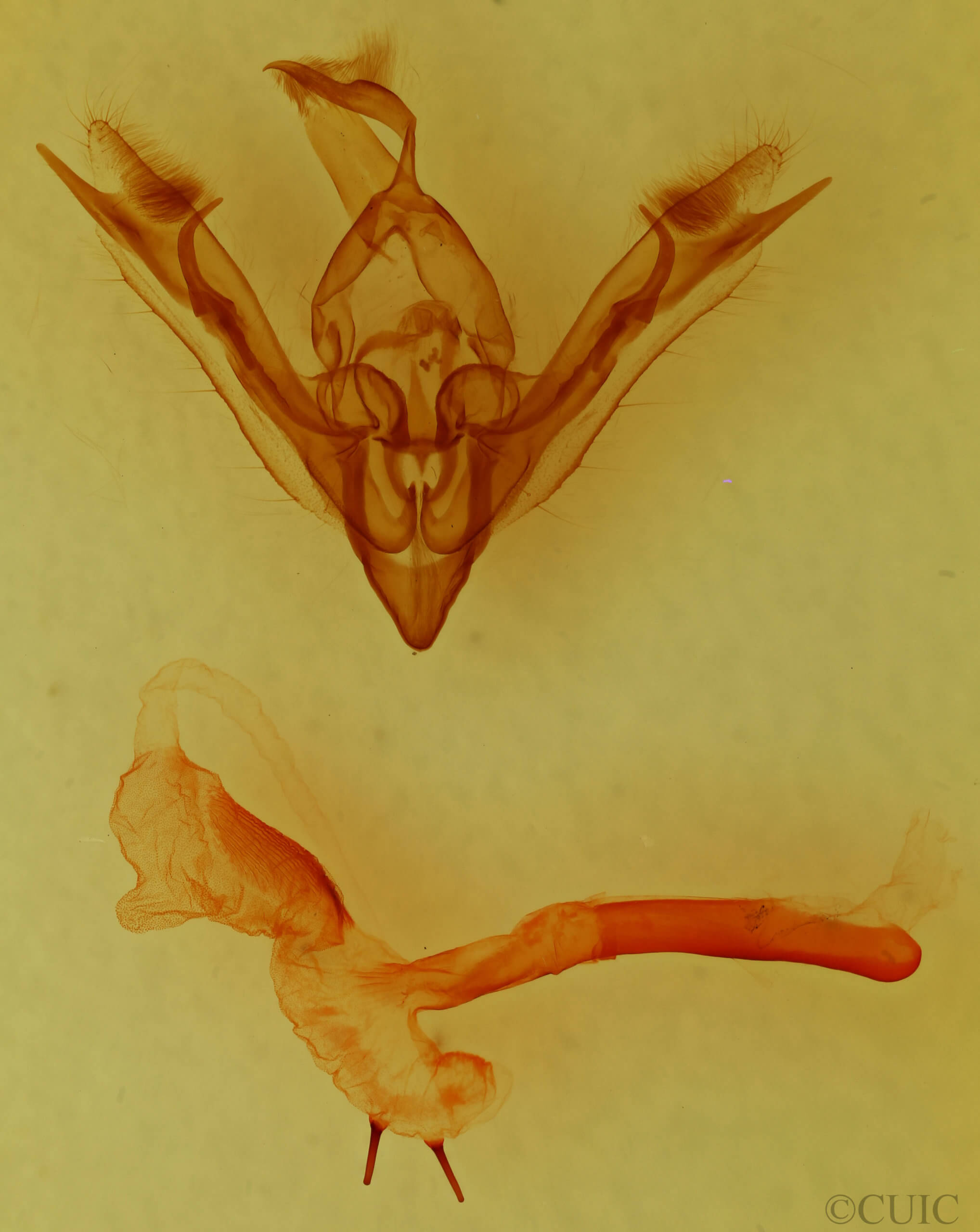 genitalia view of adult Tricholita bisulca