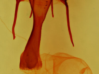 genitalia view of adult Tricholita bisulca