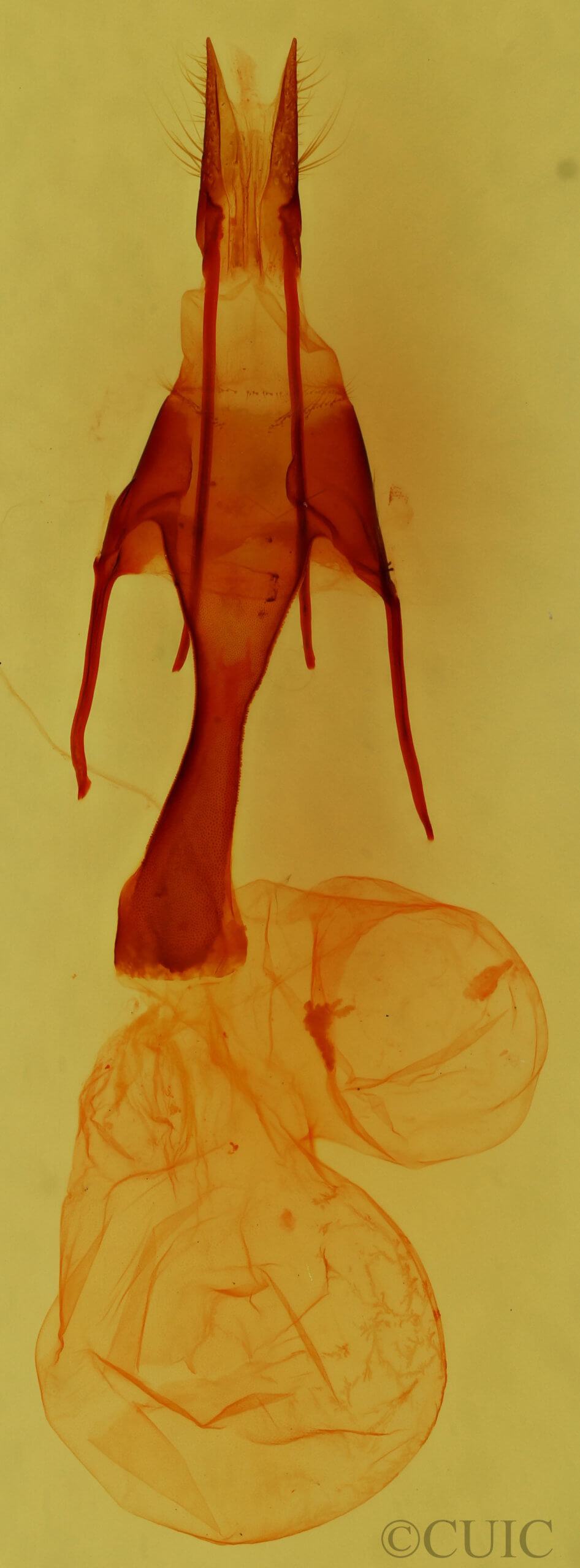 genitalia view of adult Tricholita bisulca