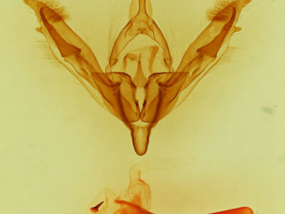 genitalia view of adult Tricholita signata