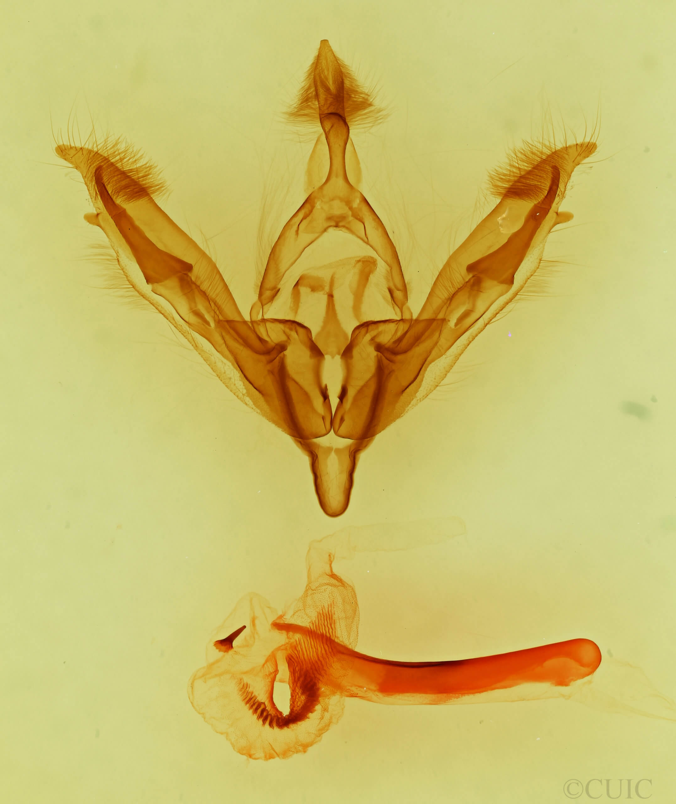 genitalia view of adult Tricholita signata