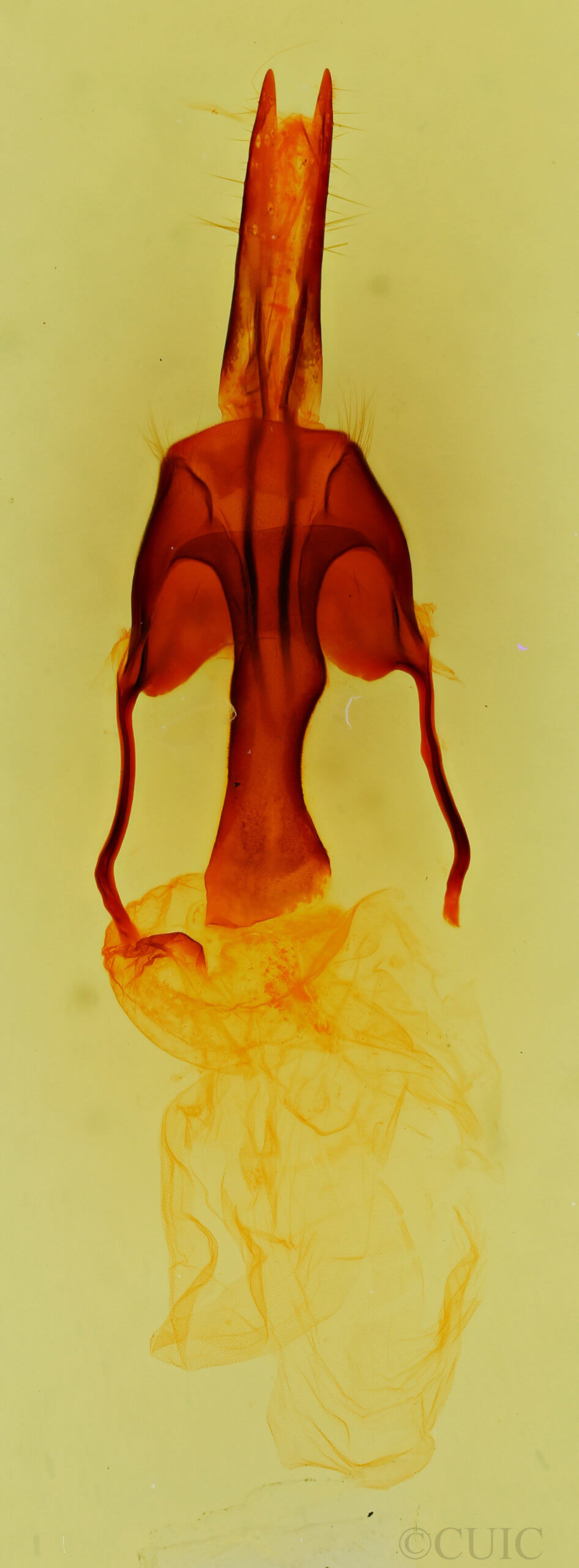 genitalia view of adult Tricholita signata