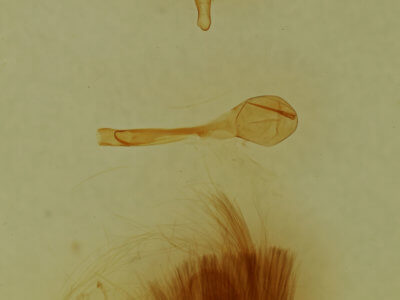 genitalia view of adult Trichoplusia ni