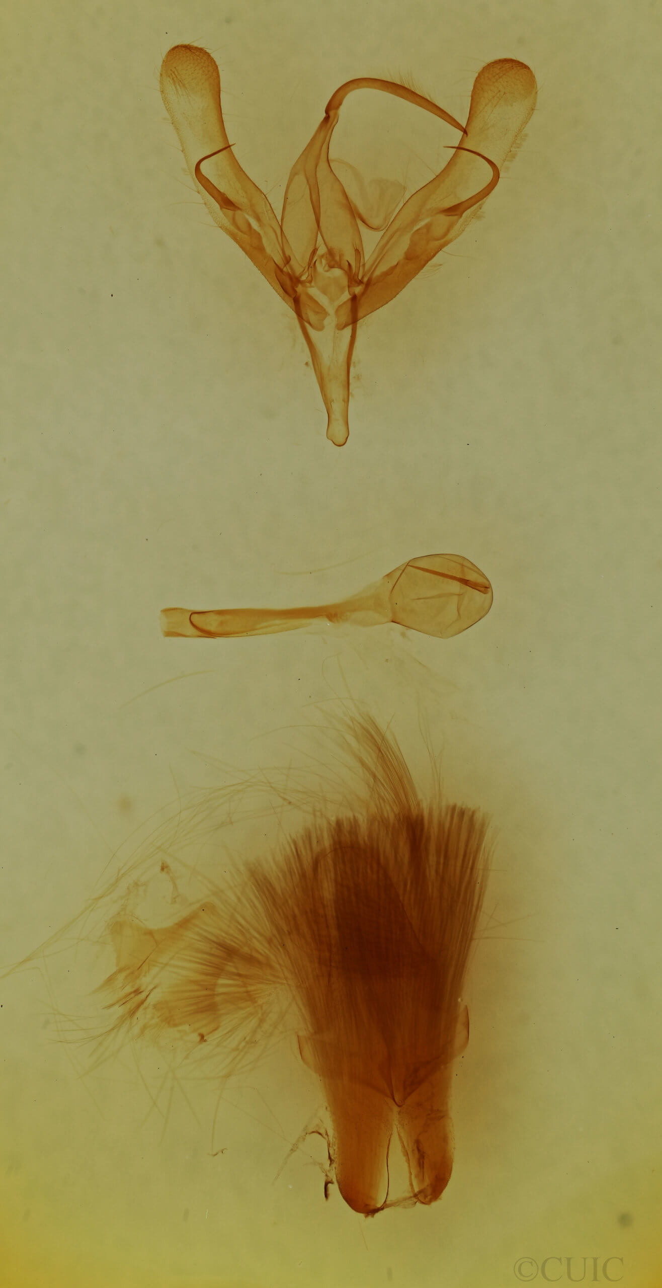 genitalia view of adult Trichoplusia ni