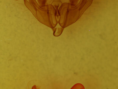 genitalia view of adult Trichordestra dodii