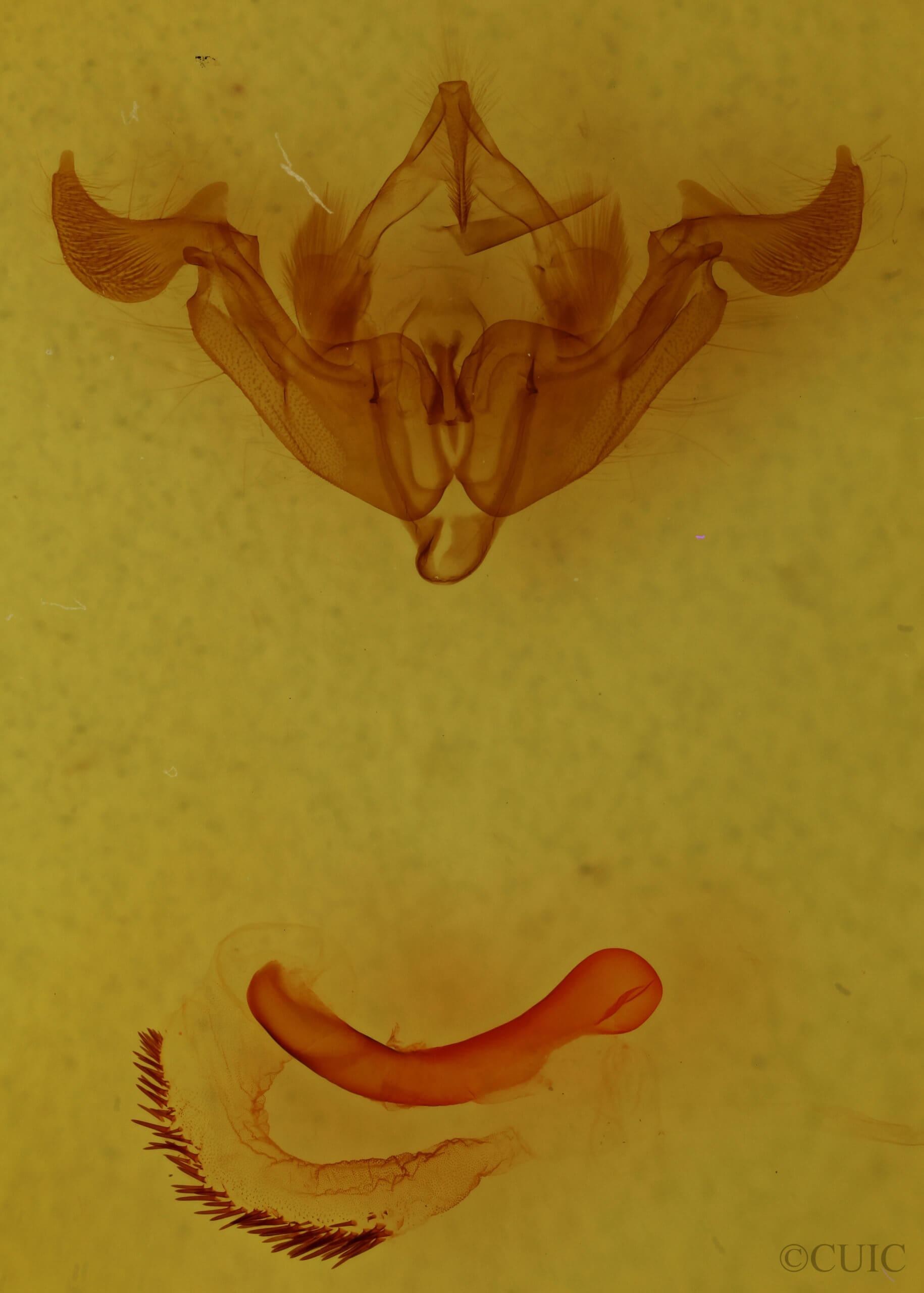 genitalia view of adult Trichordestra dodii