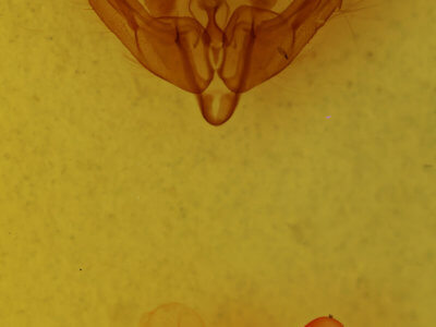 genitalia view of adult Trichordestra dodii