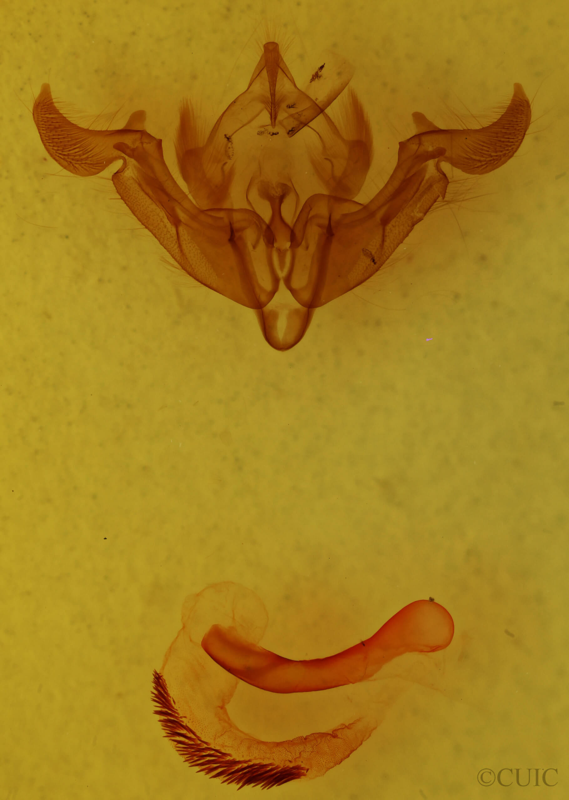 genitalia view of adult Trichordestra dodii