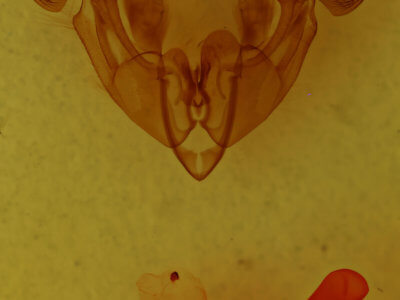 genitalia view of adult Trichordestra lilacina