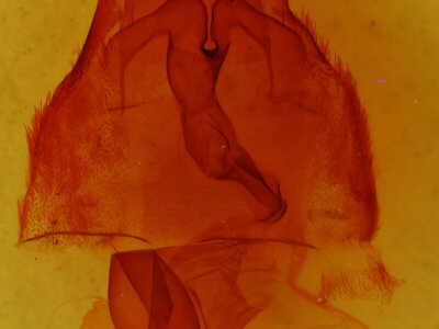 genitalia view of adult Trichordestra lilacina