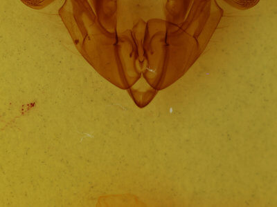 genitalia view of adult Trichordestra prodeniformis