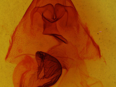 genitalia view of adult Trichordestra prodeniformis