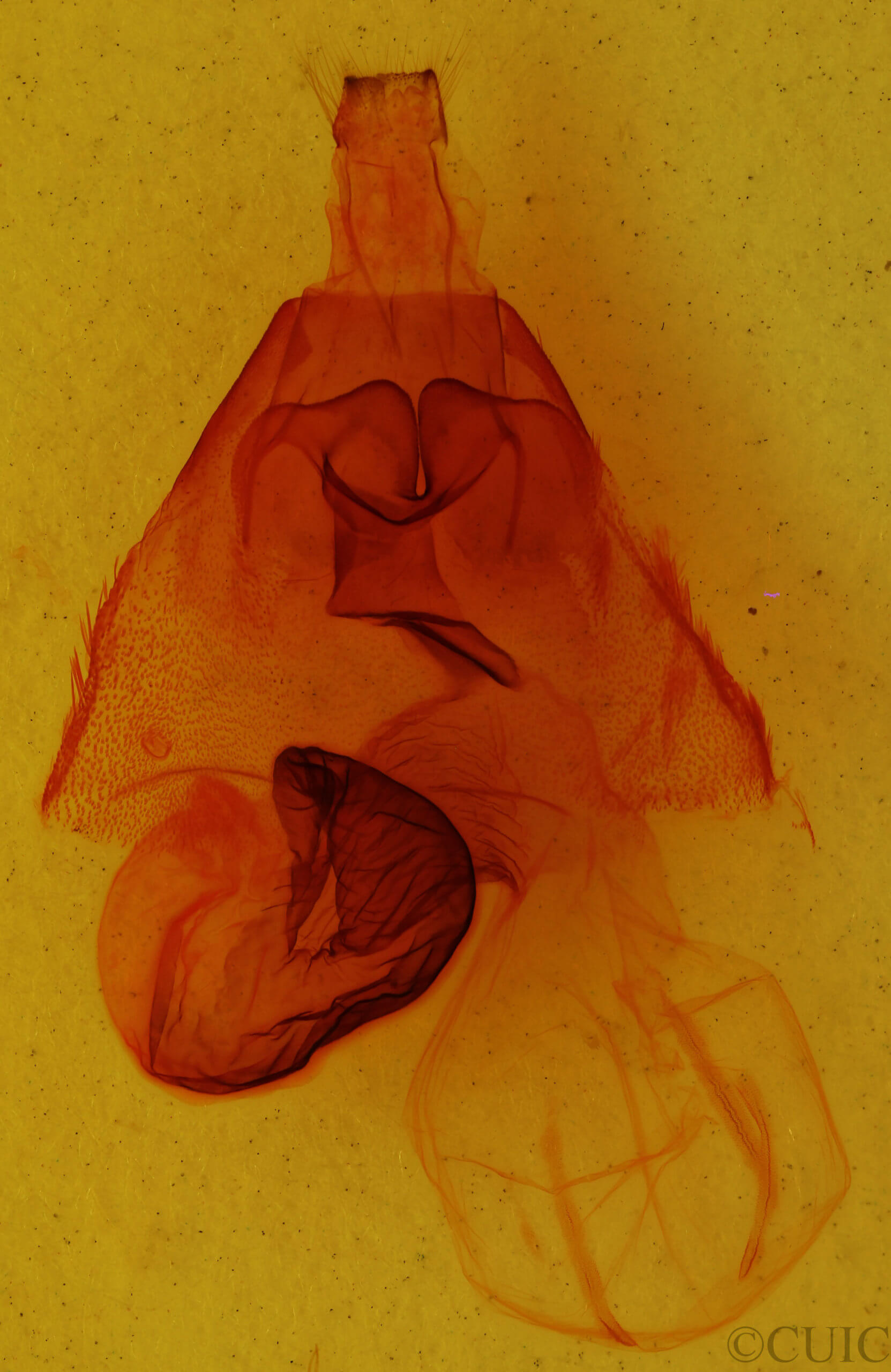genitalia view of adult Trichordestra prodeniformis