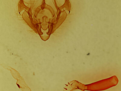 genitalia view of adult Hypotrix parallela