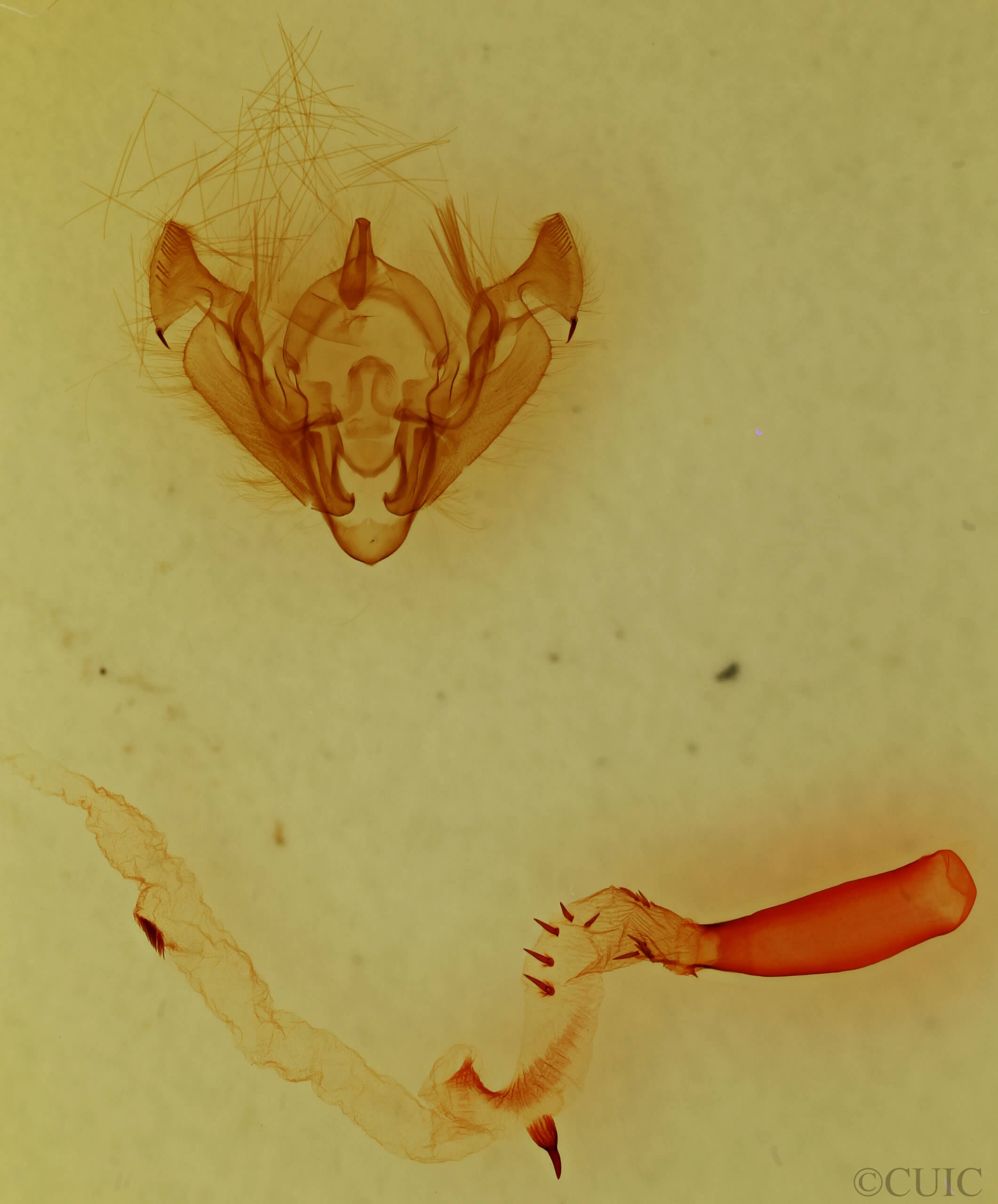 genitalia view of adult Hypotrix parallela