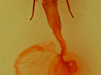 genitalia view of adult Hypotrix parallela