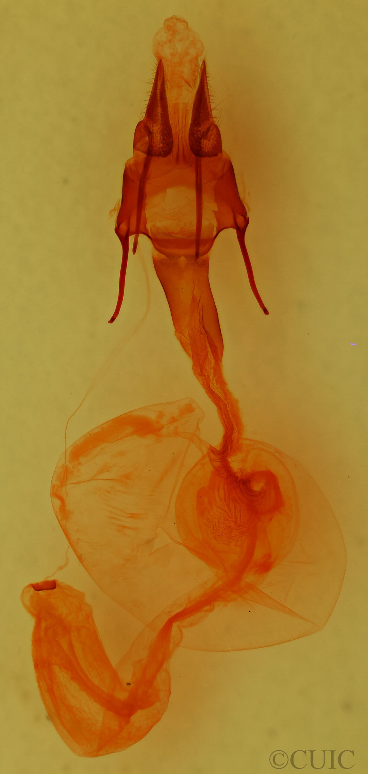genitalia view of adult Hypotrix parallela