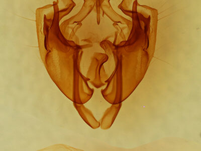 genitalia view of adult Tridepia nova