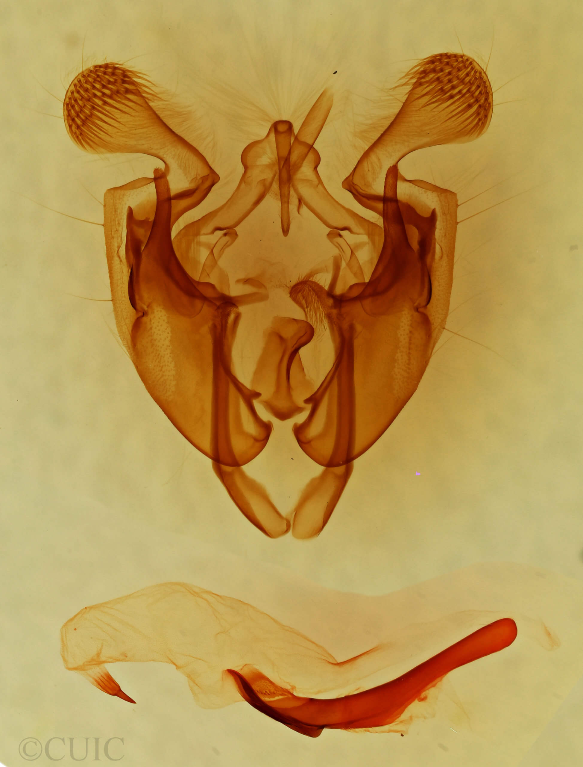 genitalia view of adult Tridepia nova