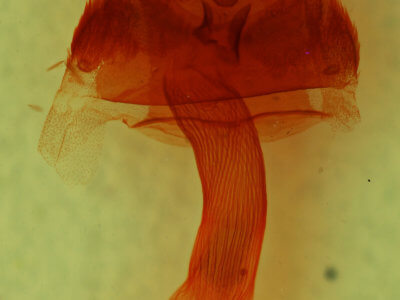 genitalia view of adult Tridepia nova