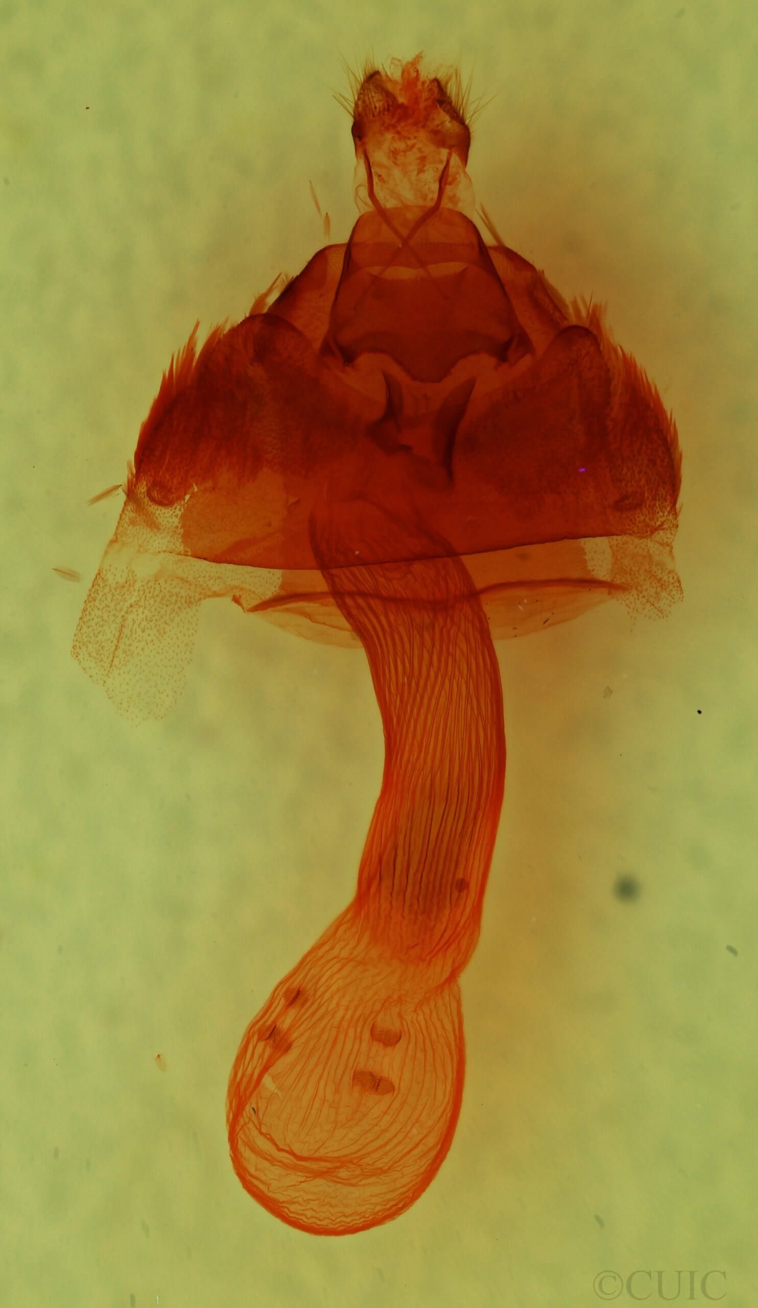 genitalia view of adult Tridepia nova