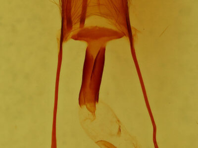 genitalia view of adult Ulolonche modesta