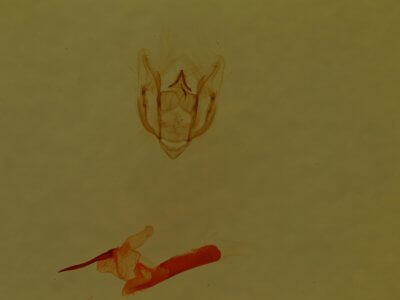 genitalia view of adult Vinemina catalina