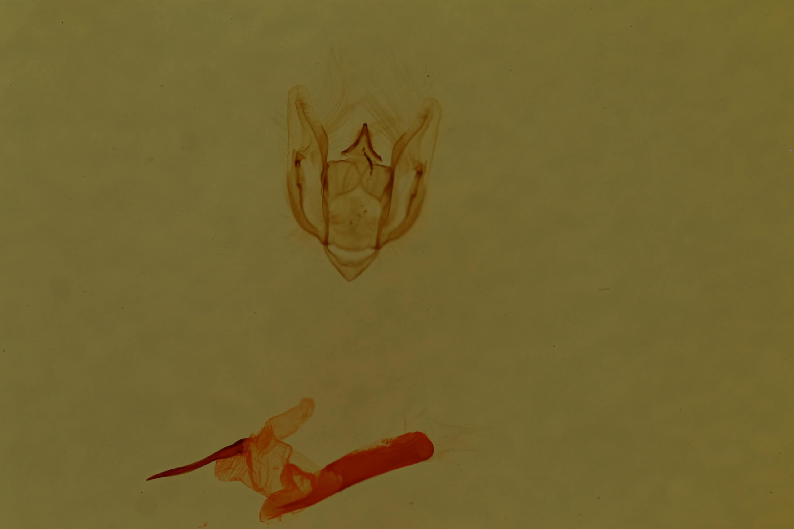 genitalia view of adult Vinemina catalina