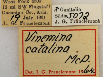 label view of adult Vinemina catalina