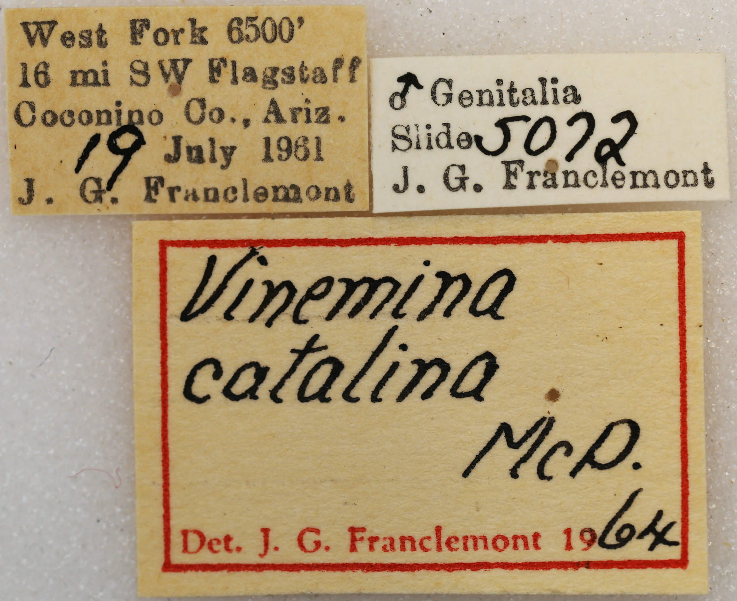 label view of adult Vinemina catalina