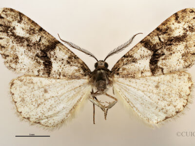 dorsal view of adult Vinemina catalina